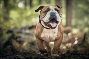 "Unlock the Secrets to a Healthy Pup: 5 Surprising Tips to Manage Your Dog's Weight!"