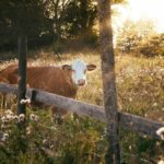 "Unlocking the Hidden Intelligence of Cows: What Science Reveals About Their Surprising Smarts!"