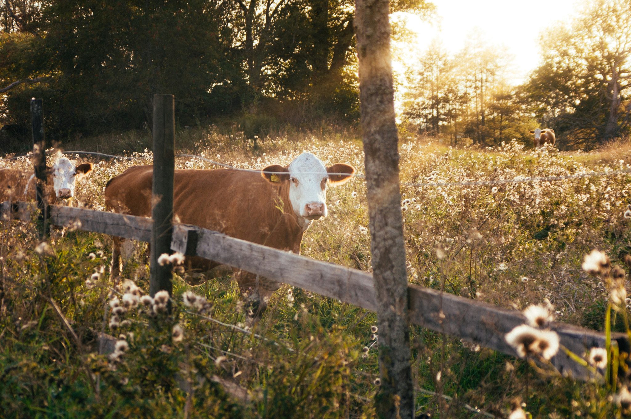 "Unlocking the Hidden Intelligence of Cows: What Science Reveals About Their Surprising Smarts!"