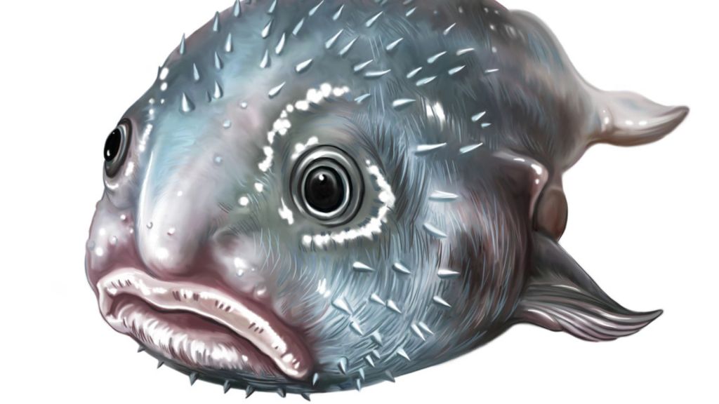 "Unveiling the Ocean's Oddities: 16 Bizarre Fish and Sea Creatures that Defy Imagination!"