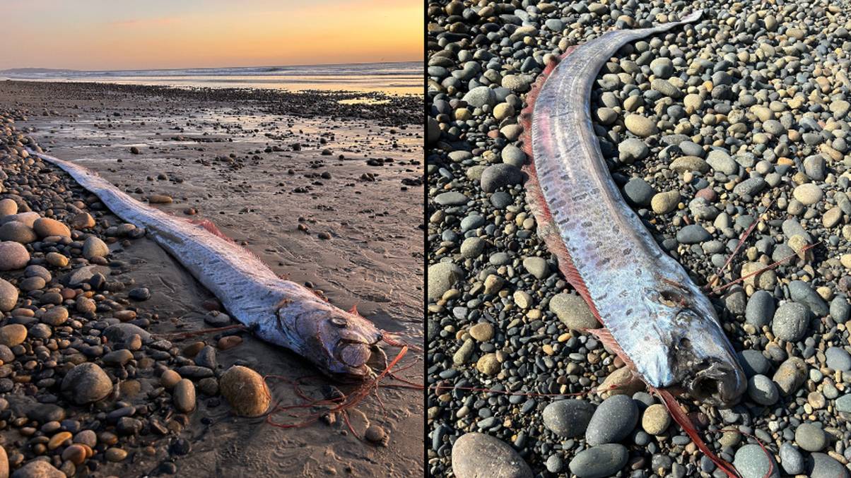 "Chilling Discovery: Mysterious 'Doom Fish' Found on Shore Sparks Global Alert"