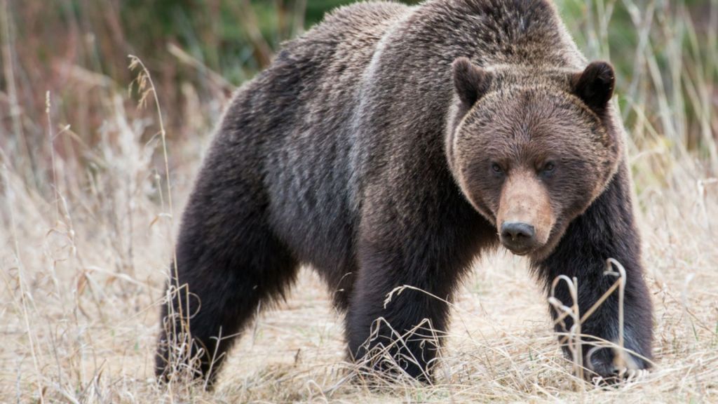 "Encountering These 14 Chilling Beasts in the Wild: Are You Brave Enough to Face Nature’s Scariest?"