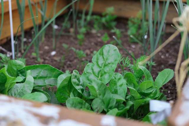 "Unlock the Secrets of Rotating Crops: Discover How This Ancient Practice Can Revolutionize Your Harvest!"