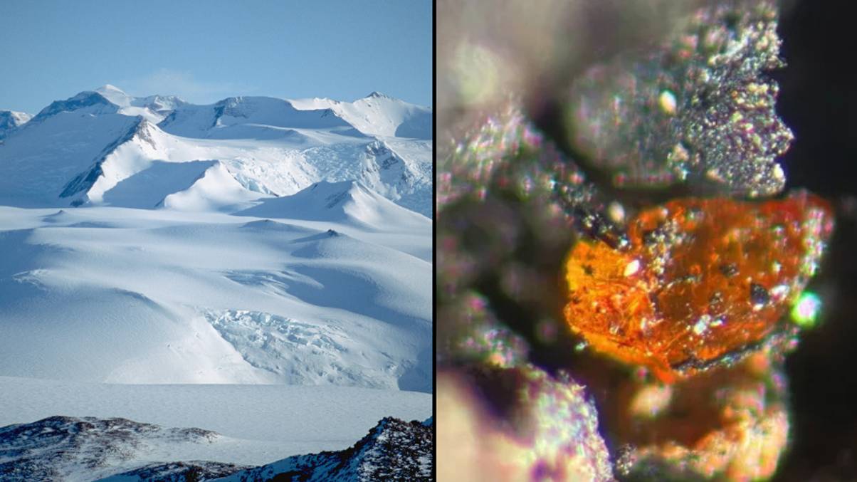 "Unlocking Antarctica's Ancient Secrets: What a 90 Million-Year-Old Find Reveals About Our Planet's Past"