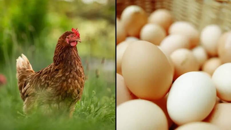 "Unraveling the Mystery: Scientists Discover Shocking Twist in the Chicken and Egg Paradox!"