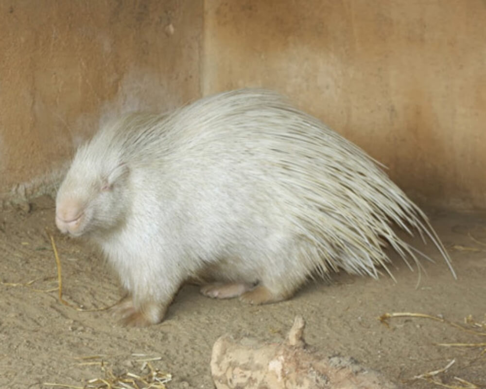 "Unveiling Nature's Rare Mysteries: Meet the Enigmatic Albino Animals Defying the Odds in the Wild!"