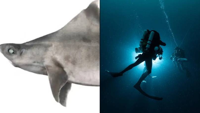 "Unveiling the Mysteries of the Deep: Rare 'Ghost' Shark with Surprising Disorder Captured in Ocean's Depths!"