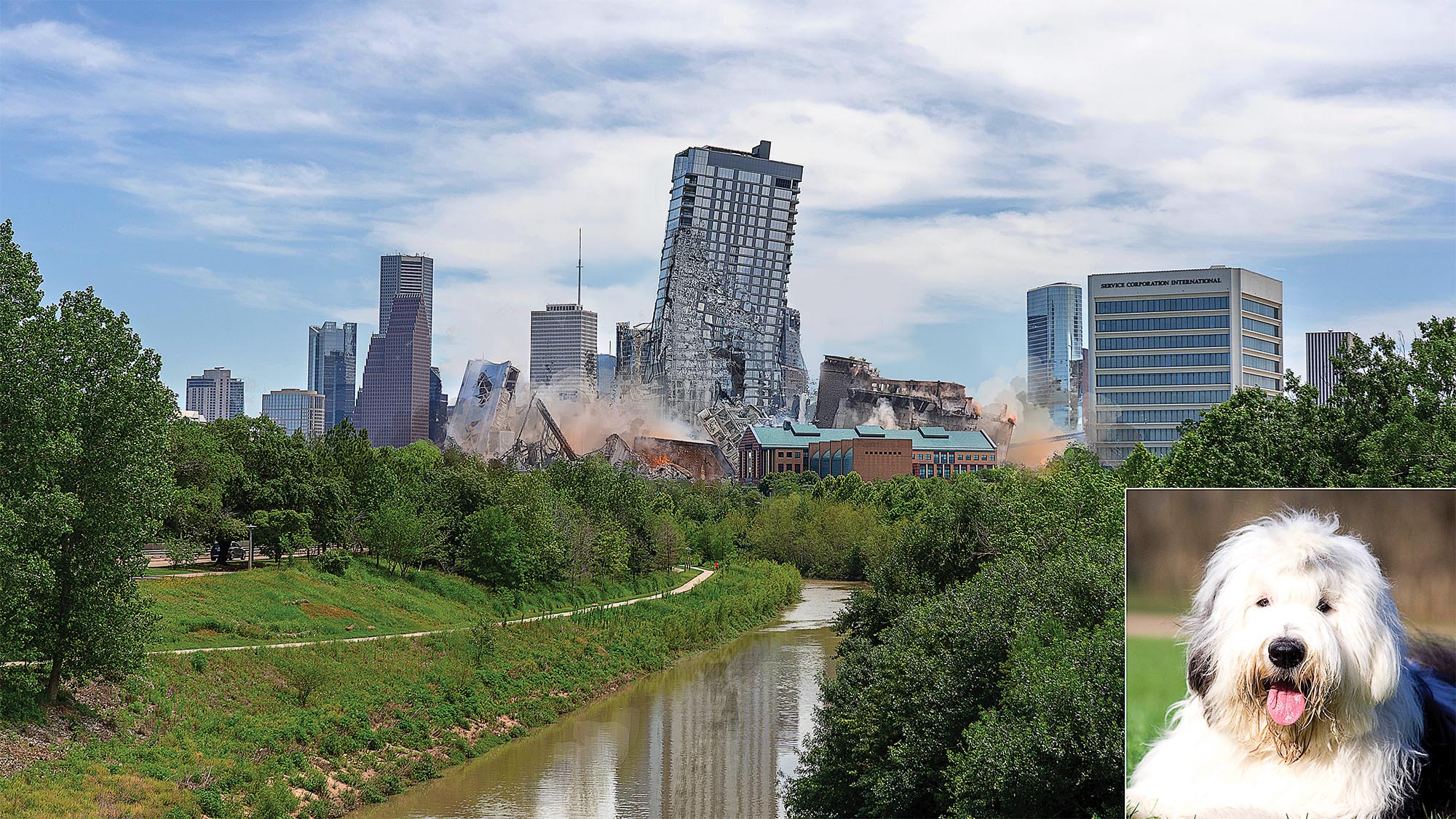 "Sheepdog Shenanigans: How One Playful Pup Toppled Houston's Iconic Skyline!"