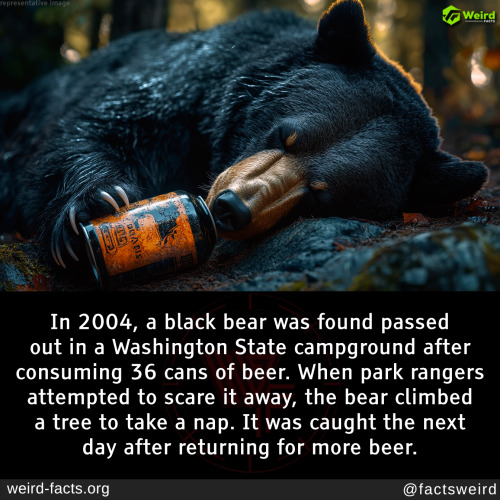 "Unbearably Intoxicated: The Mysterious Case of the Campground Bear and His 36-Can Binge!"