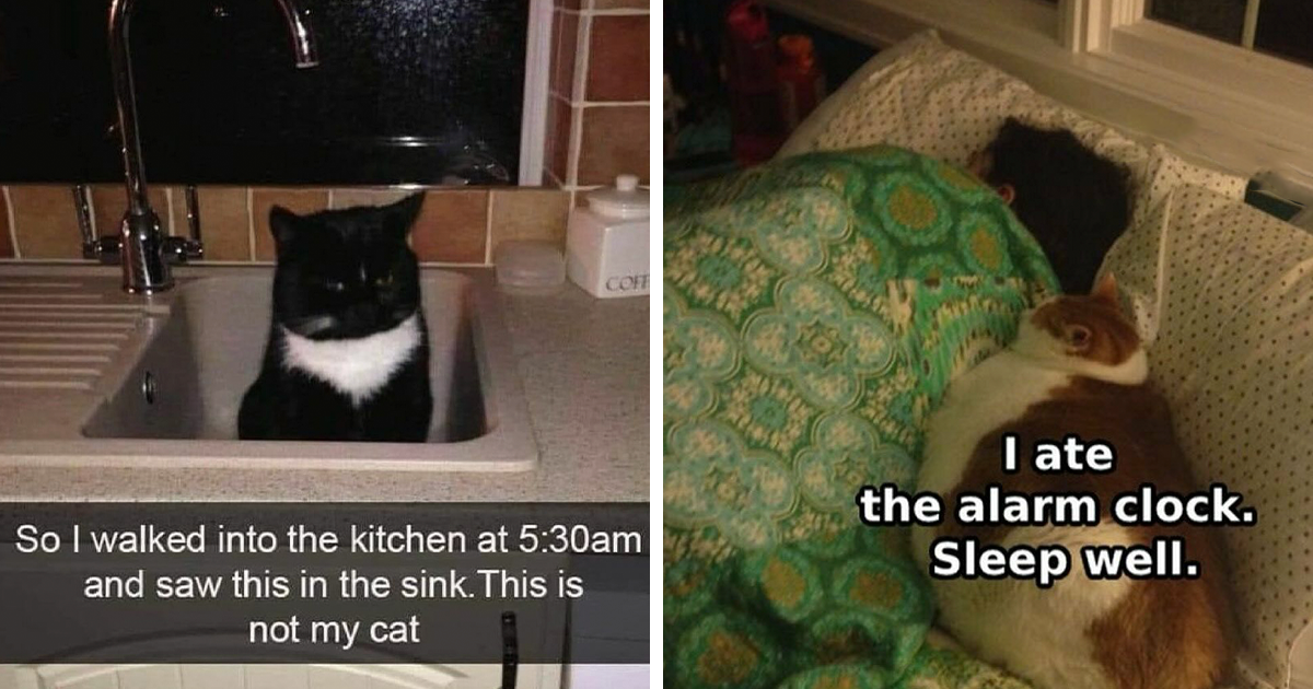 "Unleash Your Happiness: 50 Hilarious Cat Moments That Will Make Your Stress Disappear!"