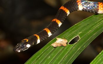 "Unlocking Nature’s Secrets: Discover the 11 Incredible Animals with Superpowers That Will Leave You Awestruck!"