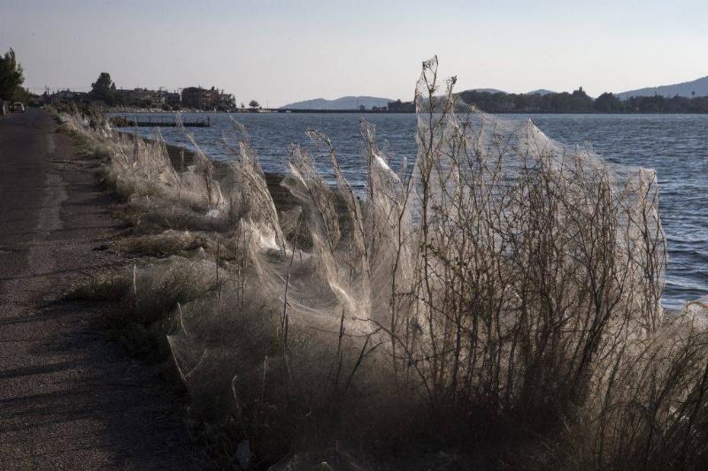 "Unveil the Chilling Secrets: 10 Bone-Chilling Spider Facts That Will Leave You Breathless!"