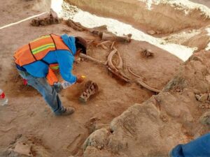 "Ancient Mysteries Unearthed: Discovery of 60 Mammoth Remains near Ingenious Human Traps in Mexico's Prehistoric Past!"