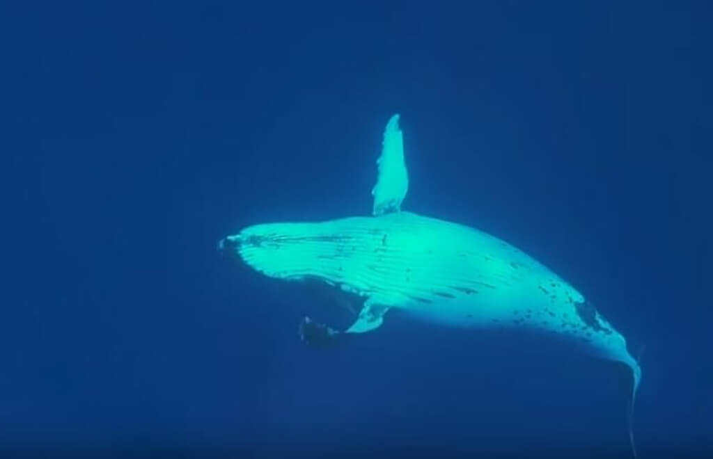 "Bound by Curiosity: The Diver's Unforgettable Encounter with a Playful Giant Beneath the Waves"