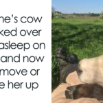 "Discover the Heartfelt Humor of Rural Life: 65 Memes That Will Make You Yearn for Home!"