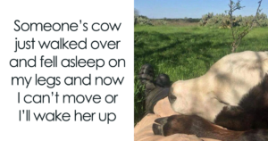 "Discover the Heartfelt Humor of Rural Life: 65 Memes That Will Make You Yearn for Home!"