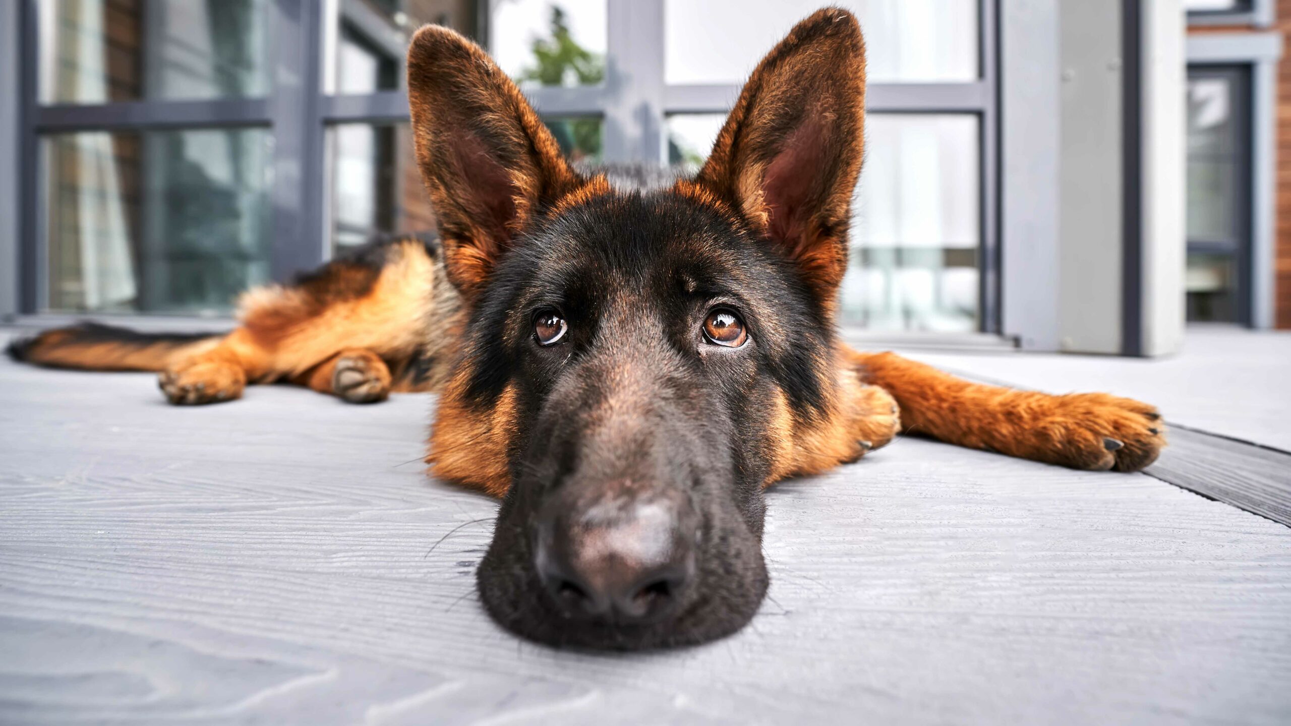 “Lost Pup’s Heartwarming Holiday Surprise: How a Doorbell Ring Sparked a Christmas Miracle!”