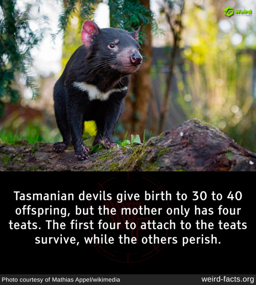 "Survival of the Fittest: How Tasmanian Devil Mothers Manage the Impossible Task of Raising 40 Offspring with Just Four Teats!"