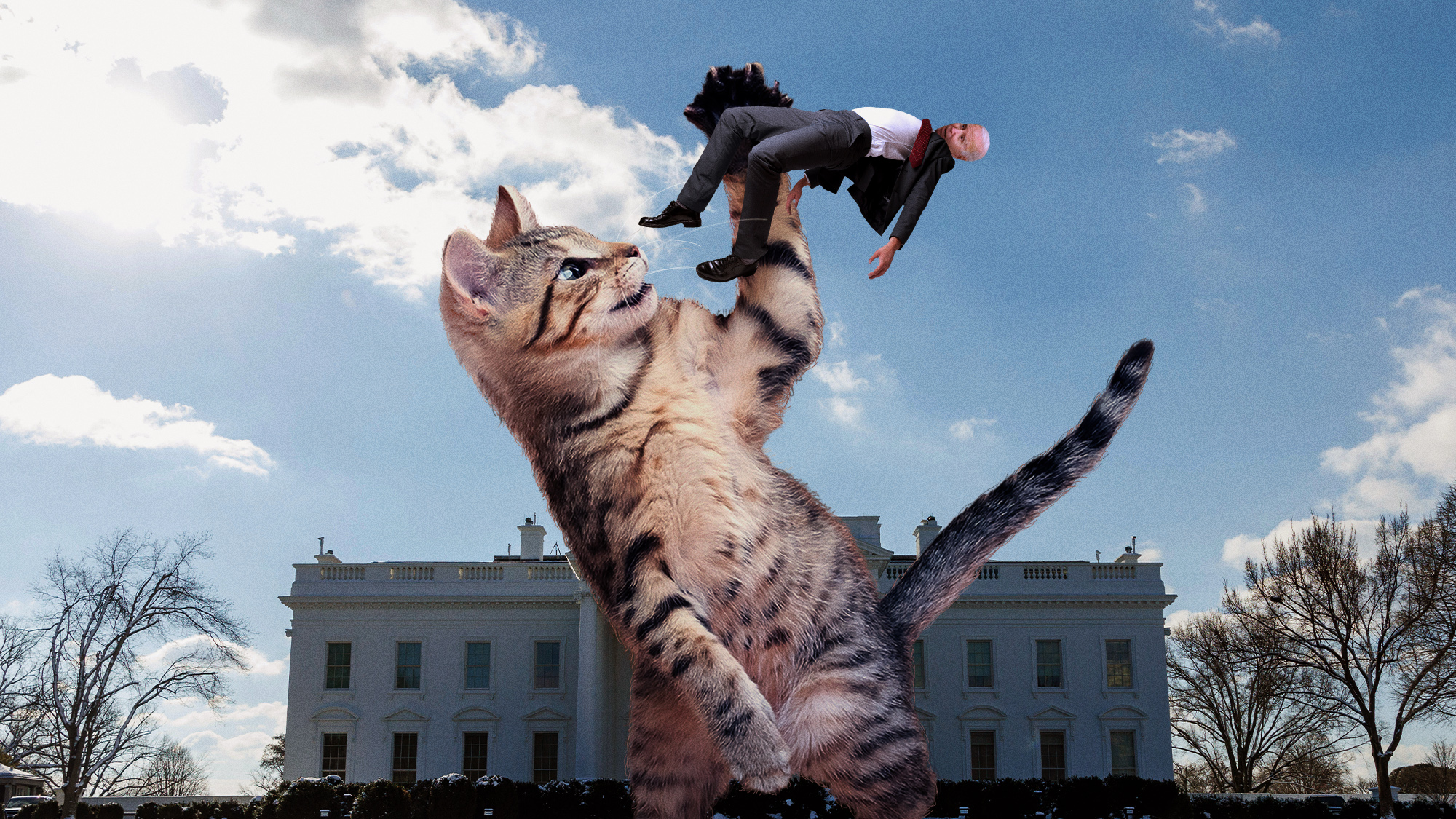 "Unbelievable Encounter: President Biden Faces Off Against a Massive Feline Foe!"