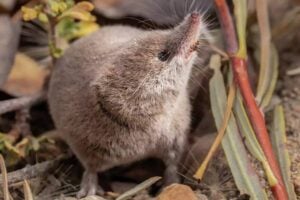 "Unveiling Nature's Secret: Watch the Rare Shrew Species Captured on Camera for the Very First Time!"