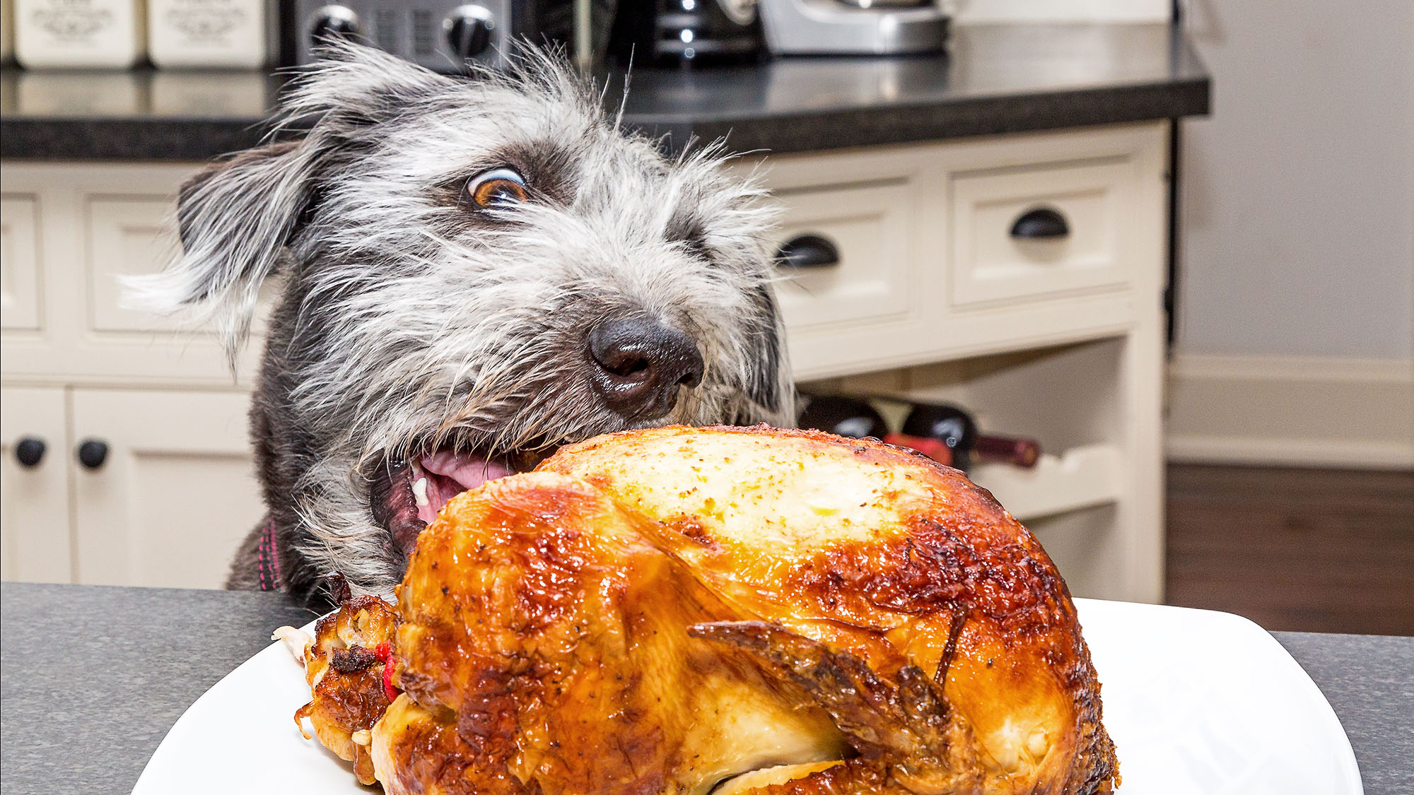 "Brave Pup Foils Dinner Disaster: How One Dog's Quick Thinking Saved a Family from a Chicken Catastrophe!"