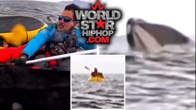 "Miraculous Survival: Kayaker's Harrowing Encounter with a Humpback Whale in Chile"