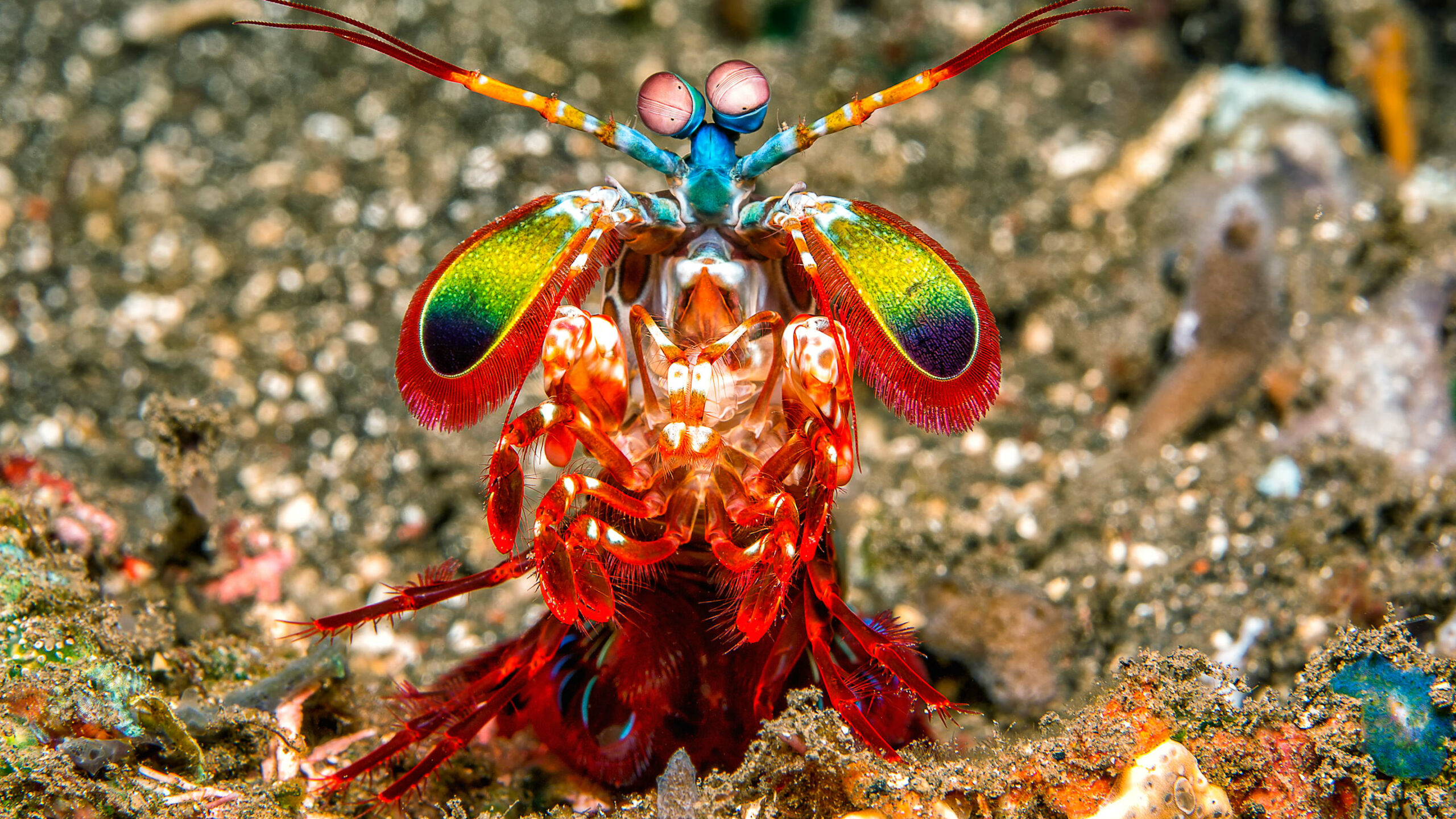 "Unbreakable Warriors: How Mantis Shrimp Deliver Devastating Punches Without a Scratch"