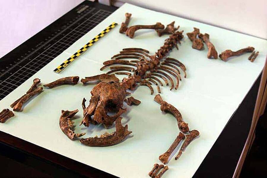 "Unearthed Secrets: Did Ancient Romans Pamper Tiny 'Toy Dogs' as Beloved Companions Over 2,000 Years Ago?"