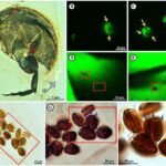 "Unlocking Ancient Secrets: Fossilized Beetle Reveals Surprising Role in Earth's First Pollination 99 Million Years Ago!"