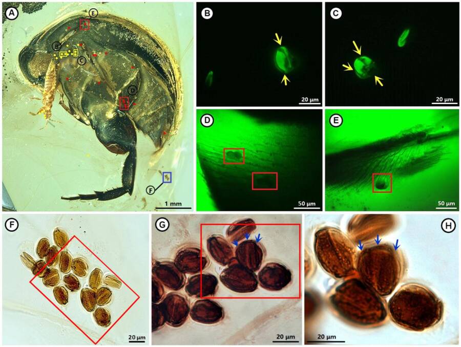 "Unlocking Ancient Secrets: Fossilized Beetle Reveals Surprising Role in Earth's First Pollination 99 Million Years Ago!"