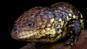 "Unraveling Nature's Mystery: How Shingleback Lizards Defy Reptilian Norms to Care for Aging Mothers"