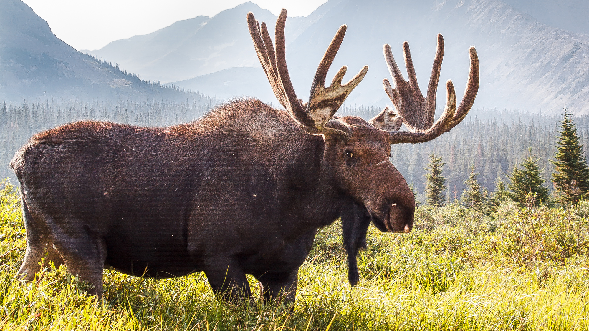 "Why Americans Are Suddenly Stockpiling Moose: The Surprising Impact of Upcoming Tariffs!"