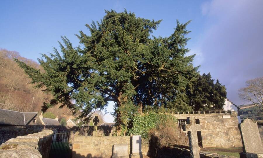 "Ancient Guardian of Time: The Fortingall Yew's Battle for Survival Amidst a Rising Tide of Overtourism"