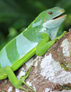 "Ancient Iguanas: How a 5,000-Mile Pacific Journey Unlocked the Secrets of Prehistoric Survival"