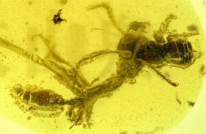 "Frozen in Time: Scientists Unveil Deadly Prehistoric 'Hell Ant' Mid-Meal in Stunning Amber Discovery"