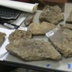 "Shocking Loss: How a New Jersey Fossil Treasure Was Unthinkably Trashed by UPS—All Due to a University’s Oversight!"