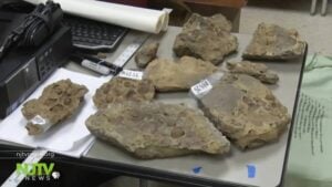 "Shocking Loss: How a New Jersey Fossil Treasure Was Unthinkably Trashed by UPS—All Due to a University’s Oversight!"