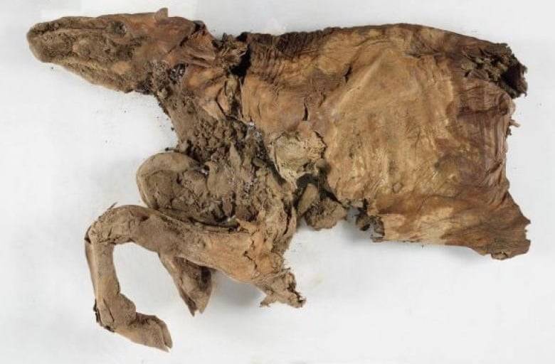 "Unearthed from Time: Remarkably Preserved Ice Age Wolf Pup and Caribou Found in Canadian Permafrost – What Secrets Do They Hold?"