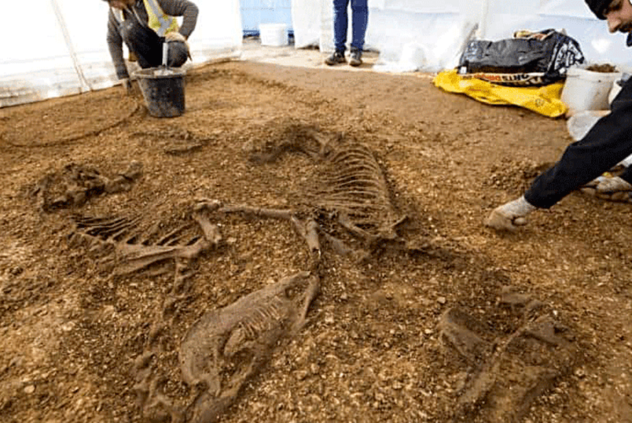 "Unearthed Secrets of a 2,200-Year-Old Celtic Warrior: A Chariot, Horses, and Mysteries Await in Yorkshire!"