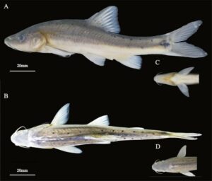 "Unveiling the Mysteries of the Deep: A Stunning New Scaleless Golden Fish Discovered in Southwest China's Enigmatic Caves!"