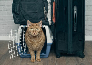 "Upset in the Skies: Flight Attendant Gives Cat Owner an Ultimatum That Turns Heads!"