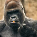 Scientists Unveil Shocking Truth Behind Viral Debate: Could 100 Men Really Defeat a Gorilla in Battle?