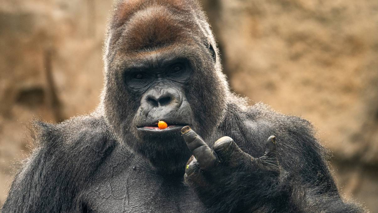 Scientists Unveil Shocking Truth Behind Viral Debate: Could 100 Men Really Defeat a Gorilla in Battle?