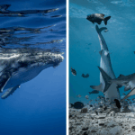 33 Breathtaking Underwater Photos That Reveal the Ocean’s Hidden Wonders Like Never Before