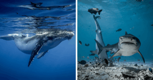 33 Breathtaking Underwater Photos That Reveal the Ocean’s Hidden Wonders Like Never Before