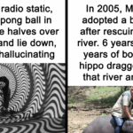 44 Mind-Blowing Facts You Won’t Believe Are True—Prepare to Be Amazed!
