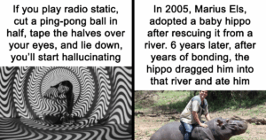 44 Mind-Blowing Facts You Won’t Believe Are True—Prepare to Be Amazed!