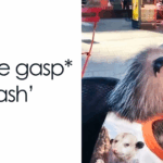 75 Unbelievably Cute Animal Photos That Will Melt Your Heart in Seconds