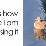 83 Outrageously Absurd Memes That Will Confuse and Crack You Up—Are You Ready to Decode the Madness?