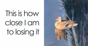 83 Outrageously Absurd Memes That Will Confuse and Crack You Up—Are You Ready to Decode the Madness?